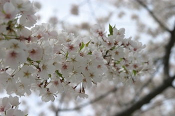 cherry-blossoms-01.jpg