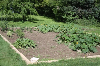 picking-zucchini-august-1.jpg