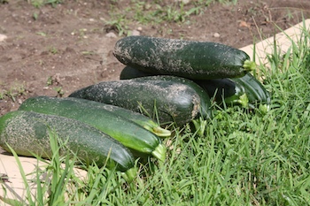 picking-zucchini-august-28.jpg