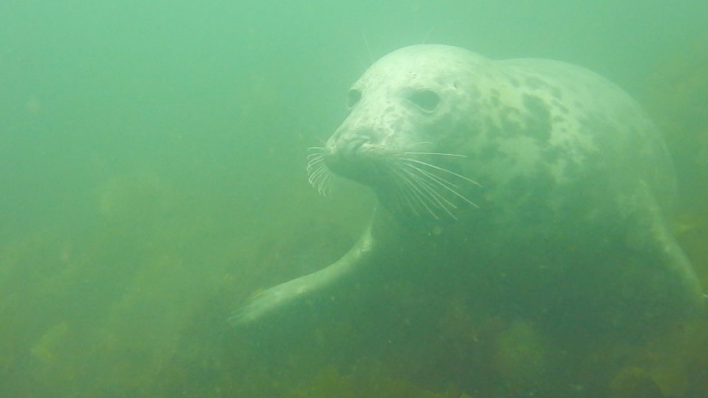 Grey Seal fro Isle of Shoals